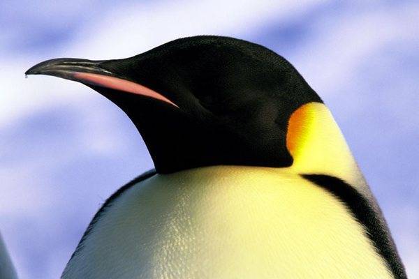 Пингвины — необычные птицы