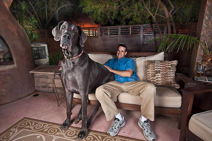 Самая высокая собака в мире. Гигантский Джордж