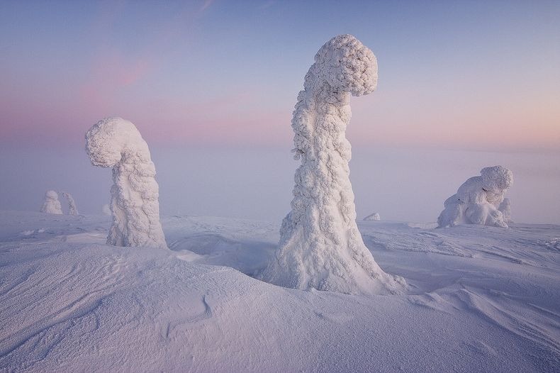 деревья арктики