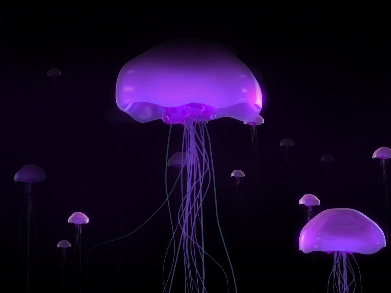 факты о медузах