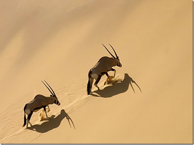 Oryx_climbing_the_Hoarusib_dune_wall_fs_fs