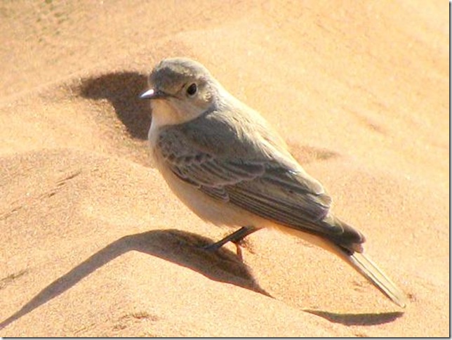 desert_bird