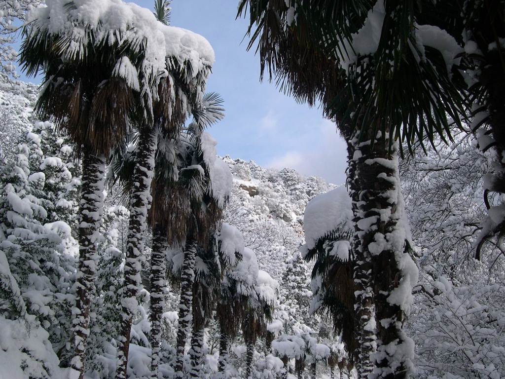 Никитский ботанический сад. Зимние этюды. Обсуждение на Live…