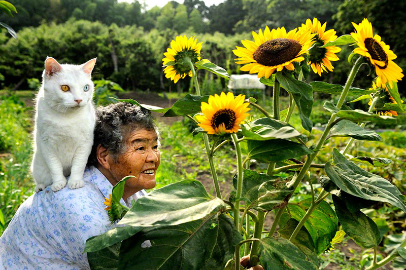 бабушка и кот