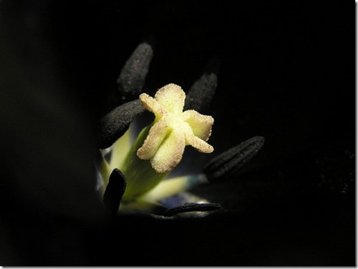 черный тюльпан черный тюльпан