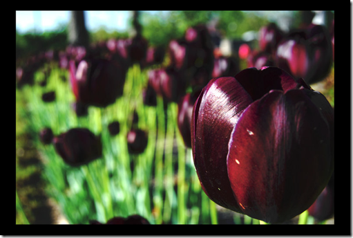 черный тюльпан черный тюльпан