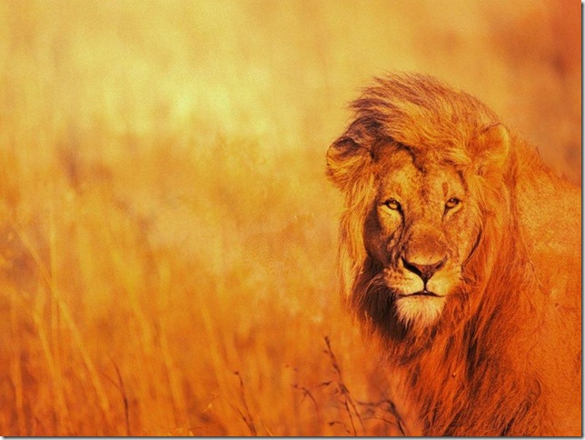 Почему в китайской культуре тигр считается царём зверей, а не лев?