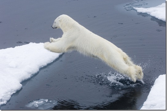 Polar Bear Polar Bear