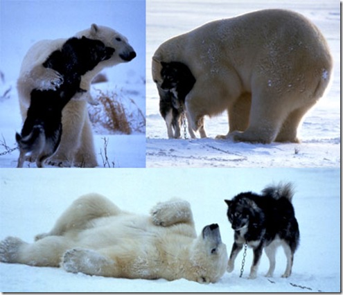 playful-polar-bear-001