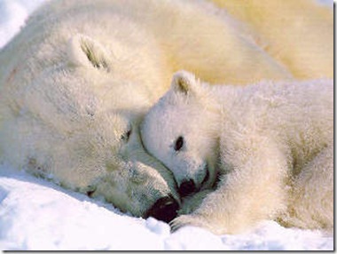whitebear1 whitebear1