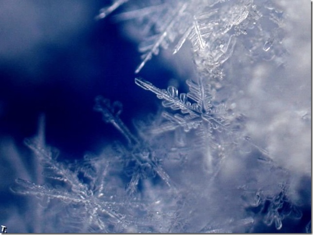beautiful_snowflakes_40