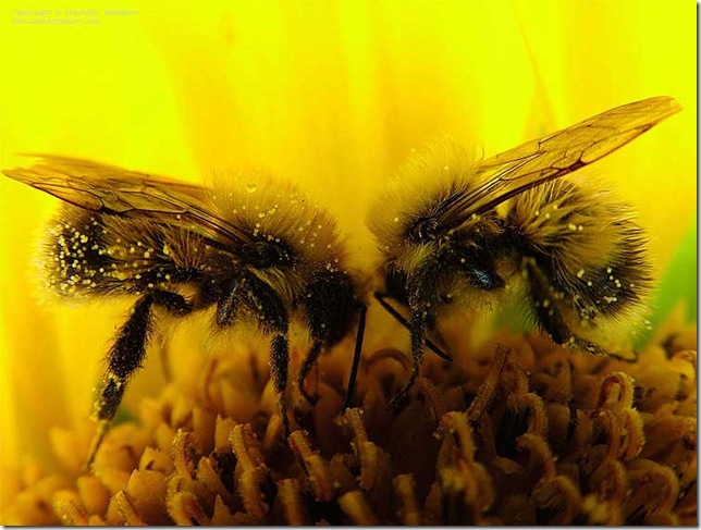 Реферат: Все лучшее от природы (пчелы и их продукция)