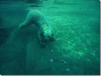 Животные под водой: фотографии))