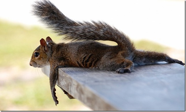 Photo-Tired-by-Bill-Mangold-cute-photo-funny--funny-animals-squirrel--animals_large