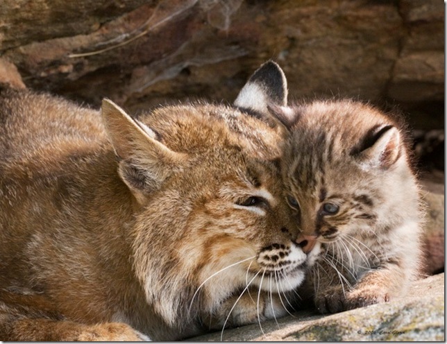 http://lifeglobe.net/media/entry/846/Bobcat_Mother_and_Kitten_1_3.jpg