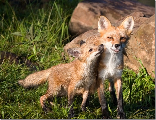http://lifeglobe.net/media/entry/846/Red_Fox_Mother_and_Baby_1_3.jpg