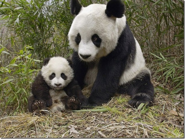 A file photo of Giant pandas.