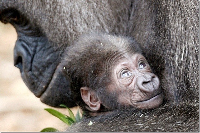 http://lifeglobe.net/media/entry/846/gorillas_3.jpg