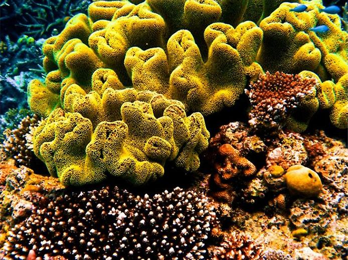Жёлтый коралловый риф
