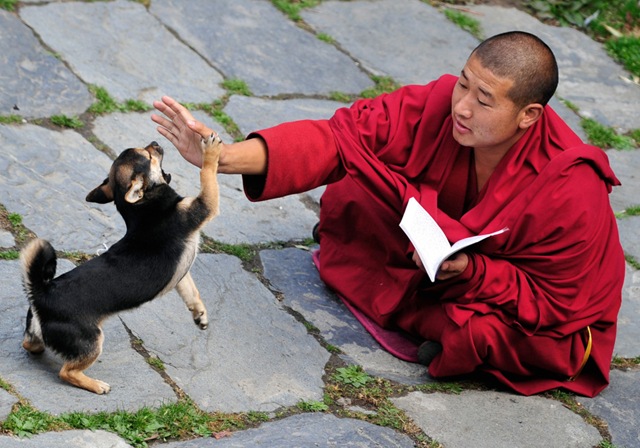 монах с собакой