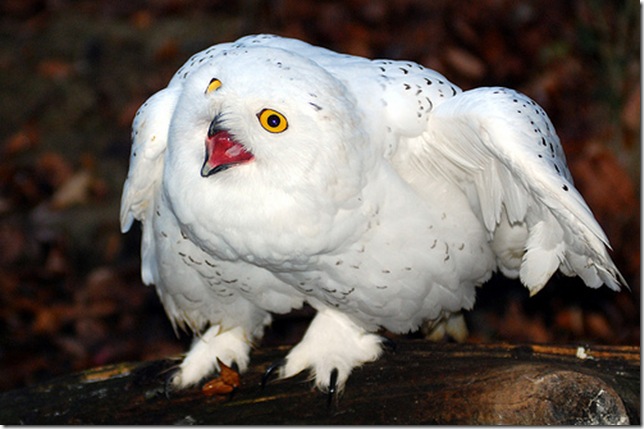 Snowy-Owl-6