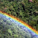 Тропические леса: исчезающая красота