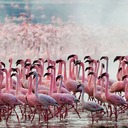Розовые фламинго озера Накуру в Кении