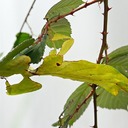 Экстраординарный камуфляж насекомых-листьев