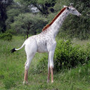 Редчайший белый жираф был обнаружен в Танзании