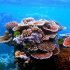 Крупнейшие коралловые рифы в фотографиях