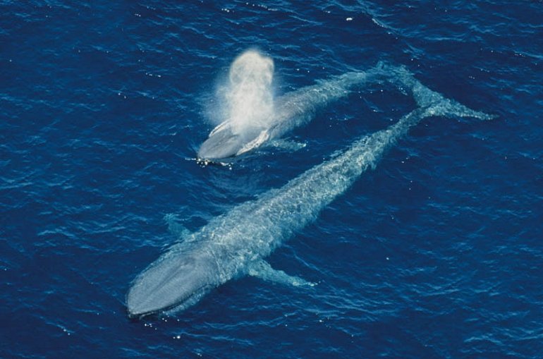 большой кит