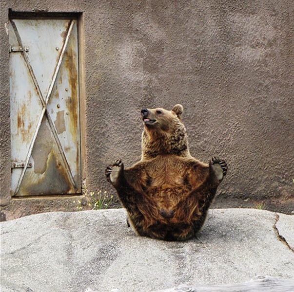 медвежья йога