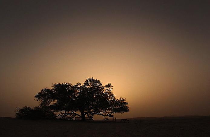 дерев ожизни в Бахрейне