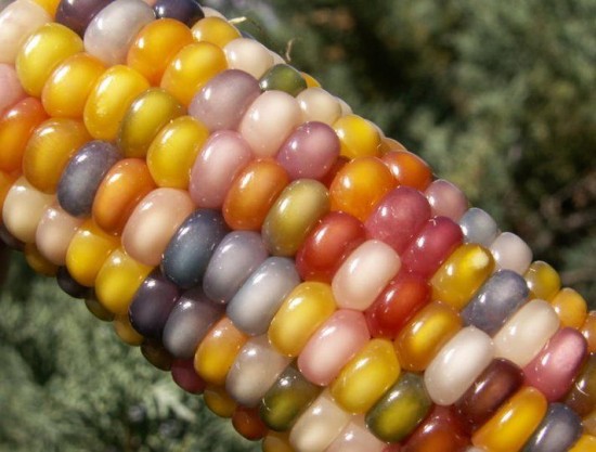Цветная кукуруза. Праздник для глаз