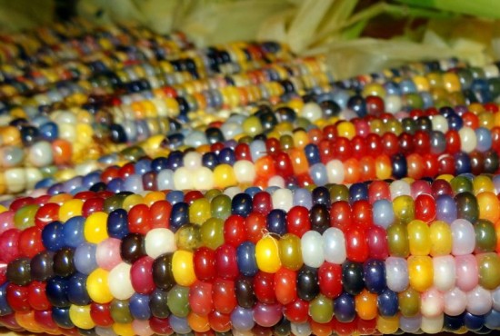 Цветная кукуруза. Праздник для глаз 