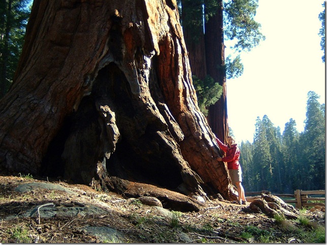 maria at foot of giant sequoia