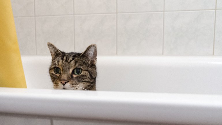 кот и ванная