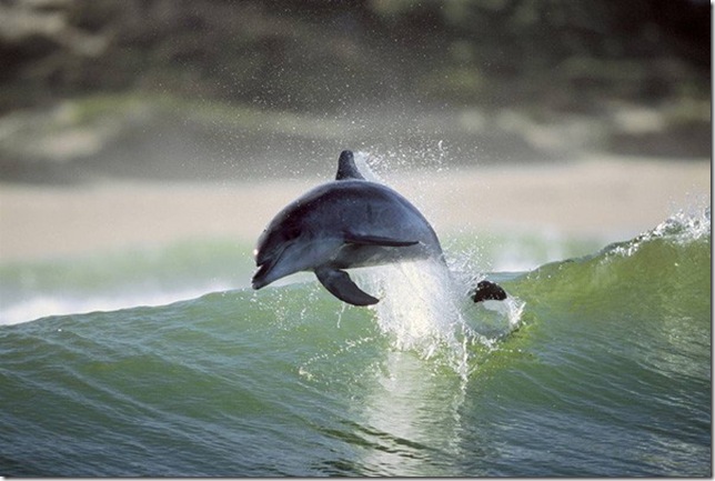 Dolphins_01