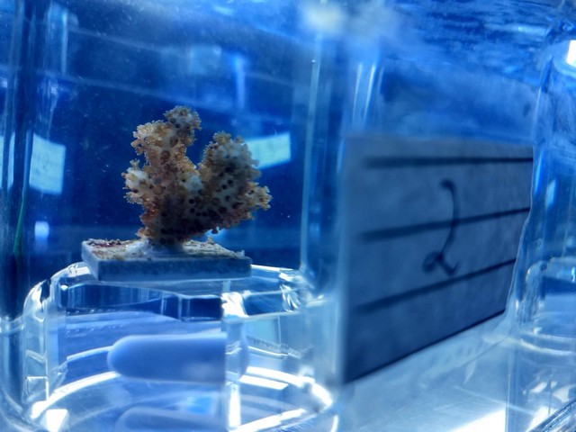 коралл в аквариуме