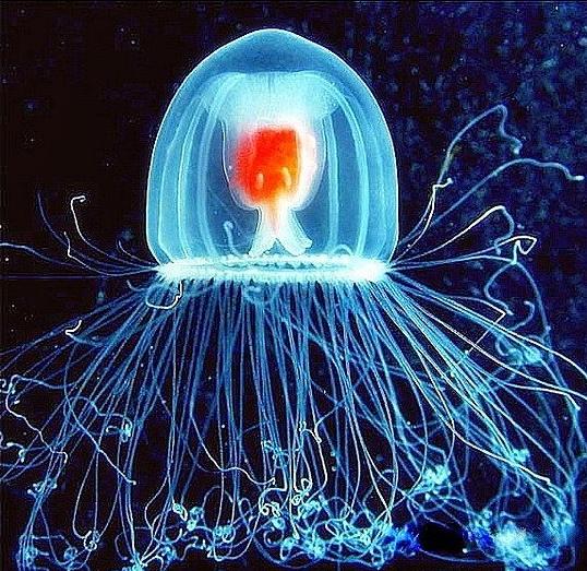 бессмертная медуза турритопсис