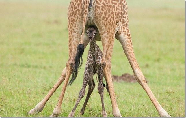 baby-giraffe-7