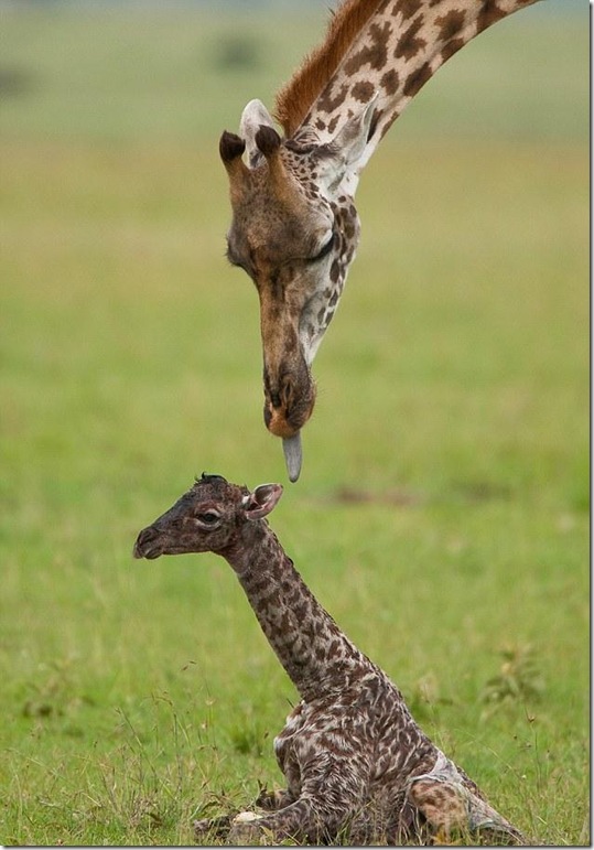 baby-giraffe-