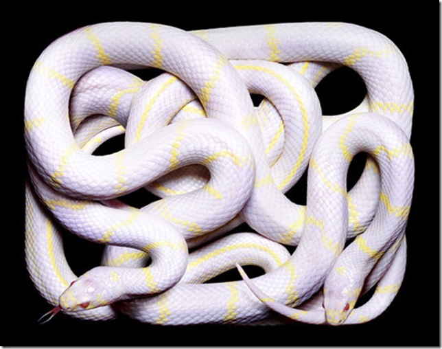 white-yellow-snake