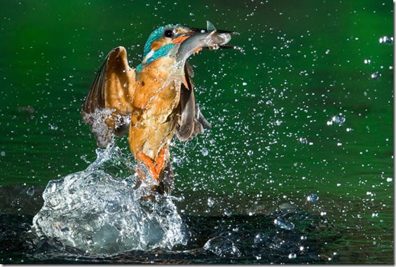 Зимородок вылетает из воды с рыбой
