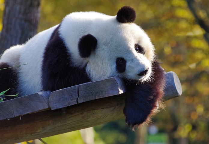 панды в китае