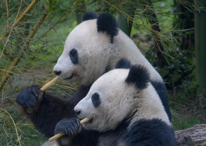 панды едят бамбук