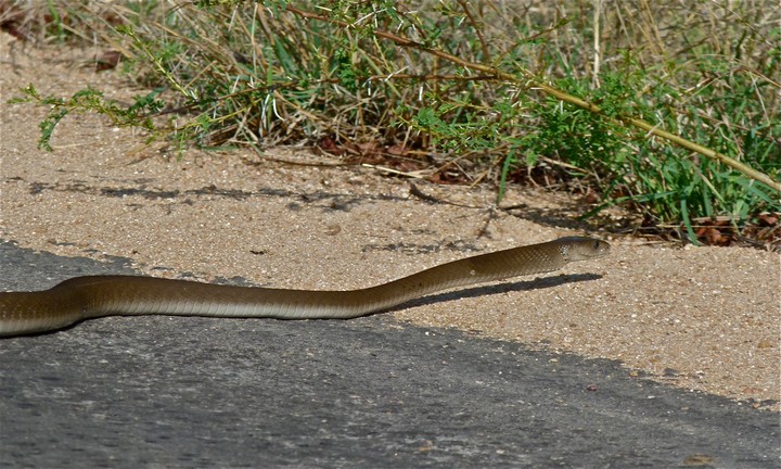 змея переползает дорогу