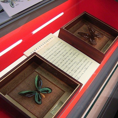 бабочки в музее
