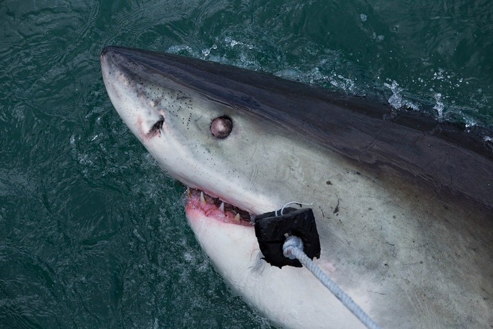 акула на крючке