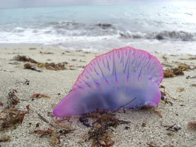 медуза на песке